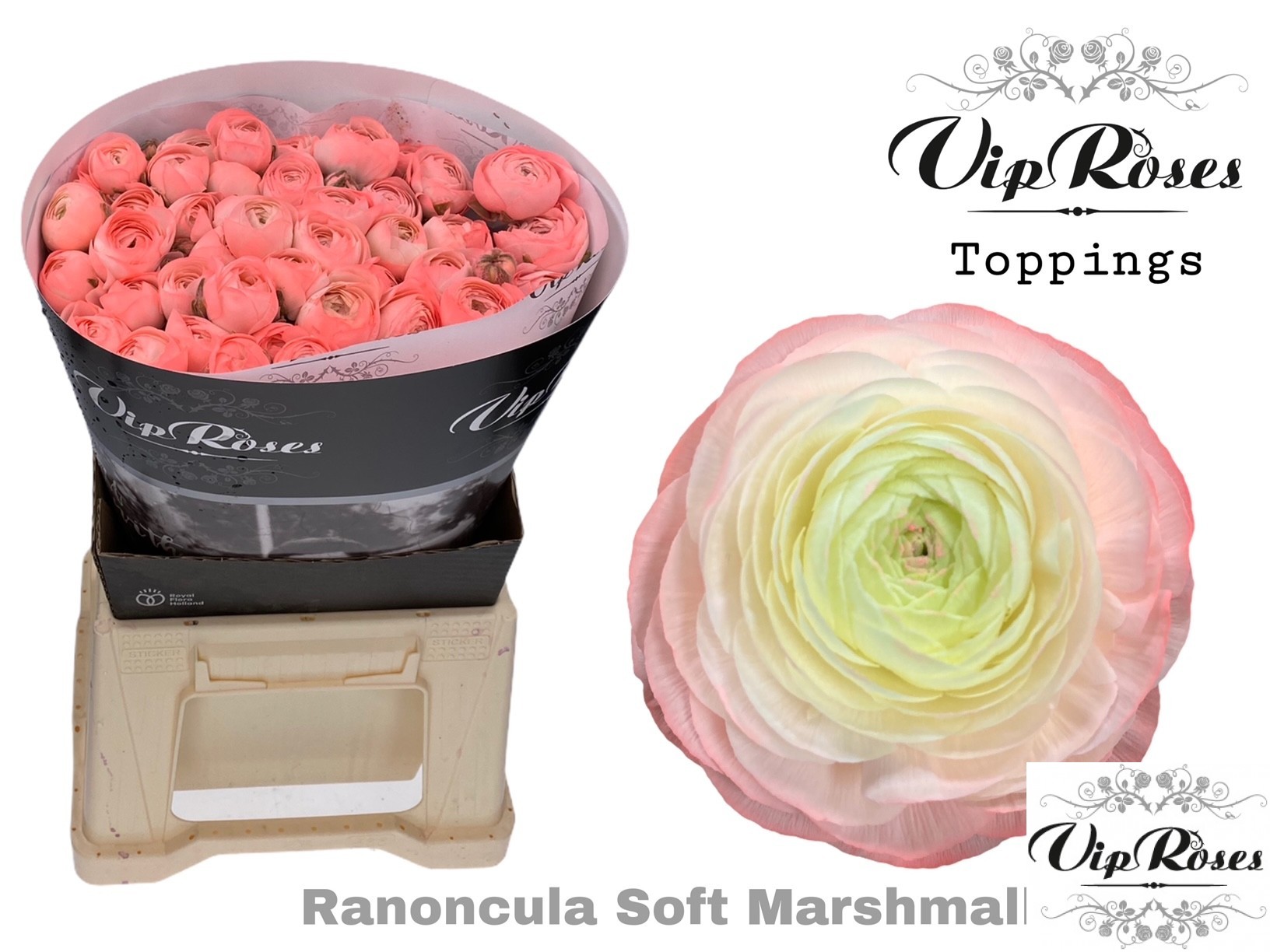 Срезанные цветы оптом Ranunculus marshmallow pink от 40шт из Голландии с доставкой по России