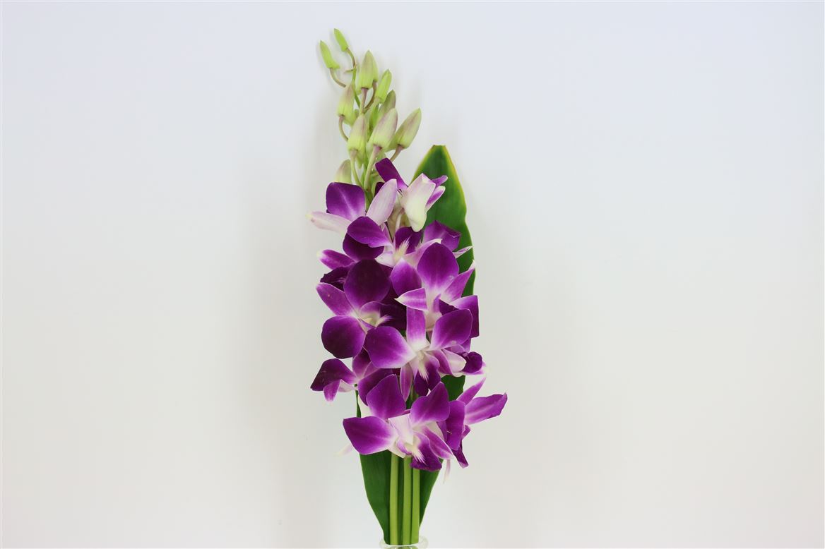 Срезанные цветы оптом Dendrobium mix in box от 30шт из Голландии с доставкой по России