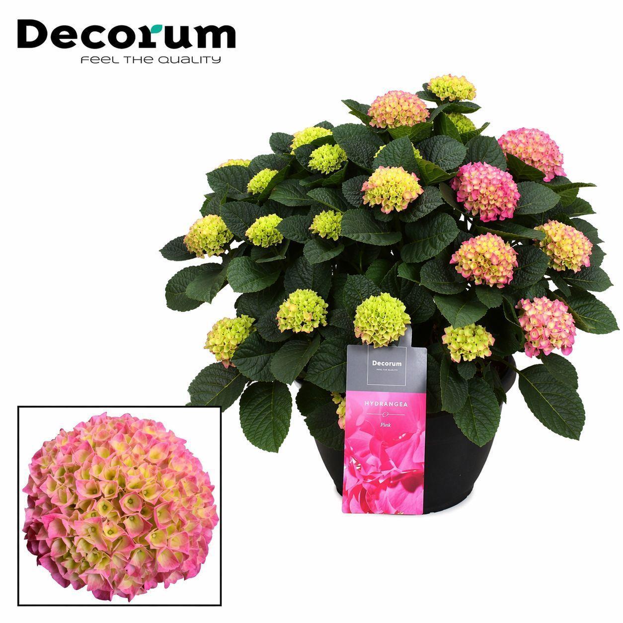 Горшечные цветы и растения оптом Hydrangea Pink 20+ (decorum) от 1шт из Голландии с доставкой по России