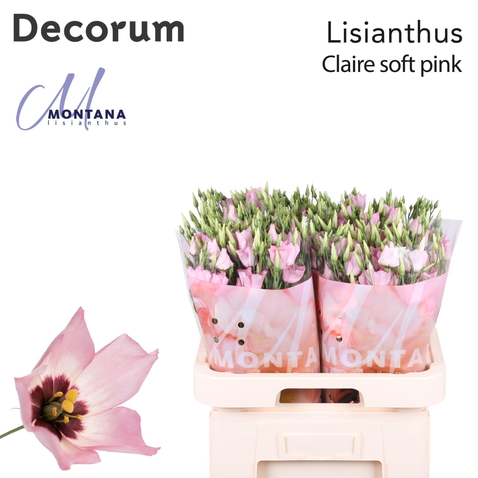 Срезанные цветы оптом Lisianthus si pink от 40шт из Голландии с доставкой по России