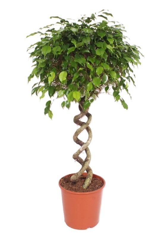 Горшечные цветы и растения оптом Ficus Exotica от 1шт из Голландии с доставкой по России