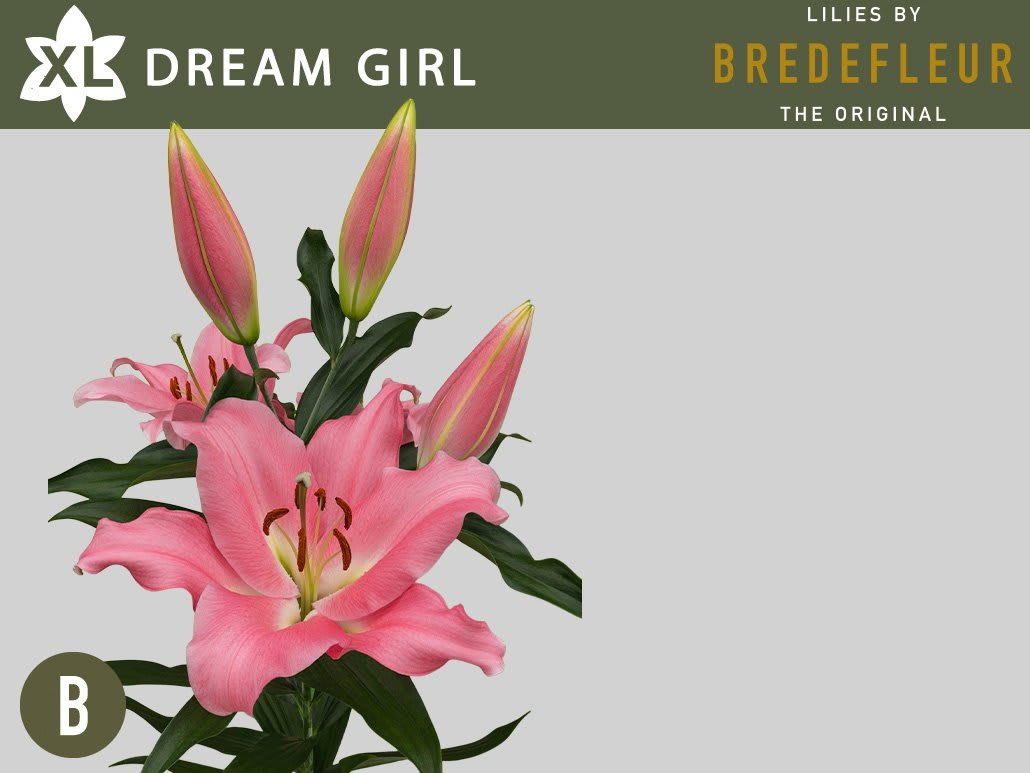 Срезанные цветы оптом Lilium or dreamgirl от 30шт из Голландии с доставкой по России