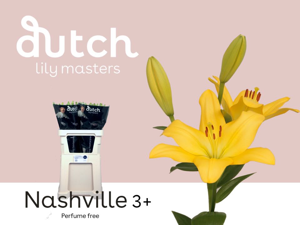 Срезанные цветы оптом Lilium la nashville от 60шт из Голландии с доставкой по России