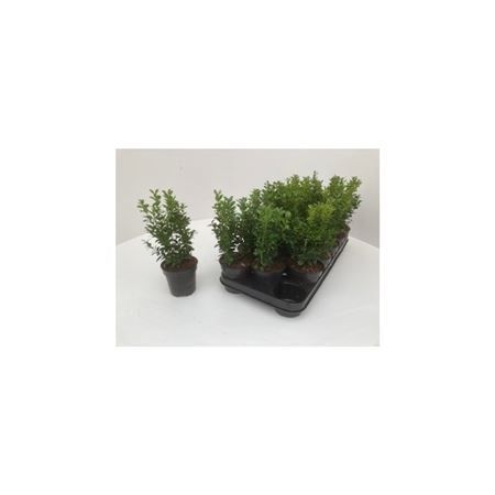 Горшечные цветы и растения оптом Buxus Sempervirens от 8шт из Голландии с доставкой по России