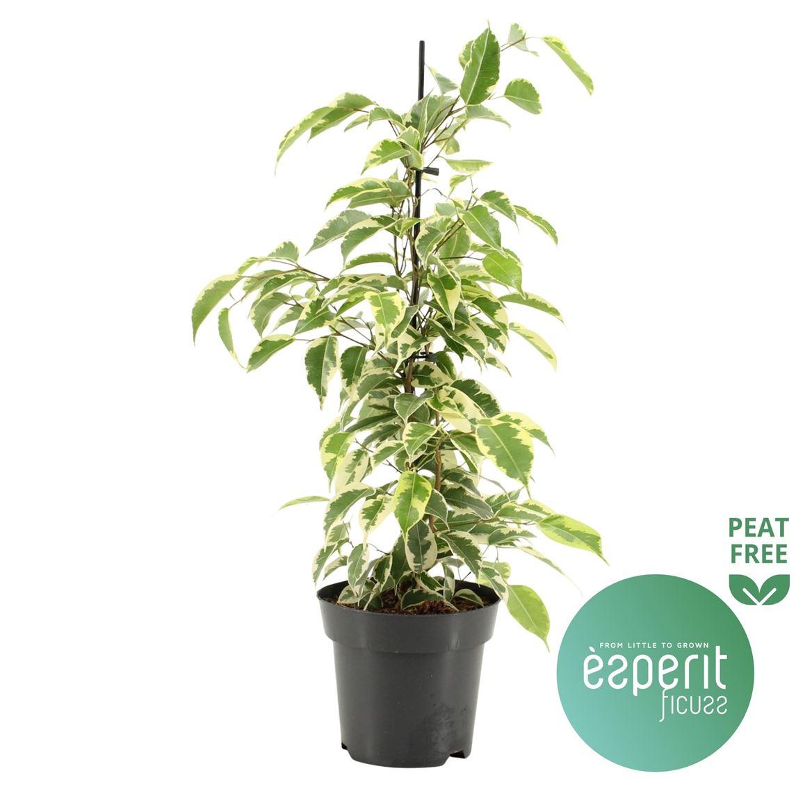 Горшечные цветы и растения оптом Ficus Be Samantha от 8шт из Голландии с доставкой по России