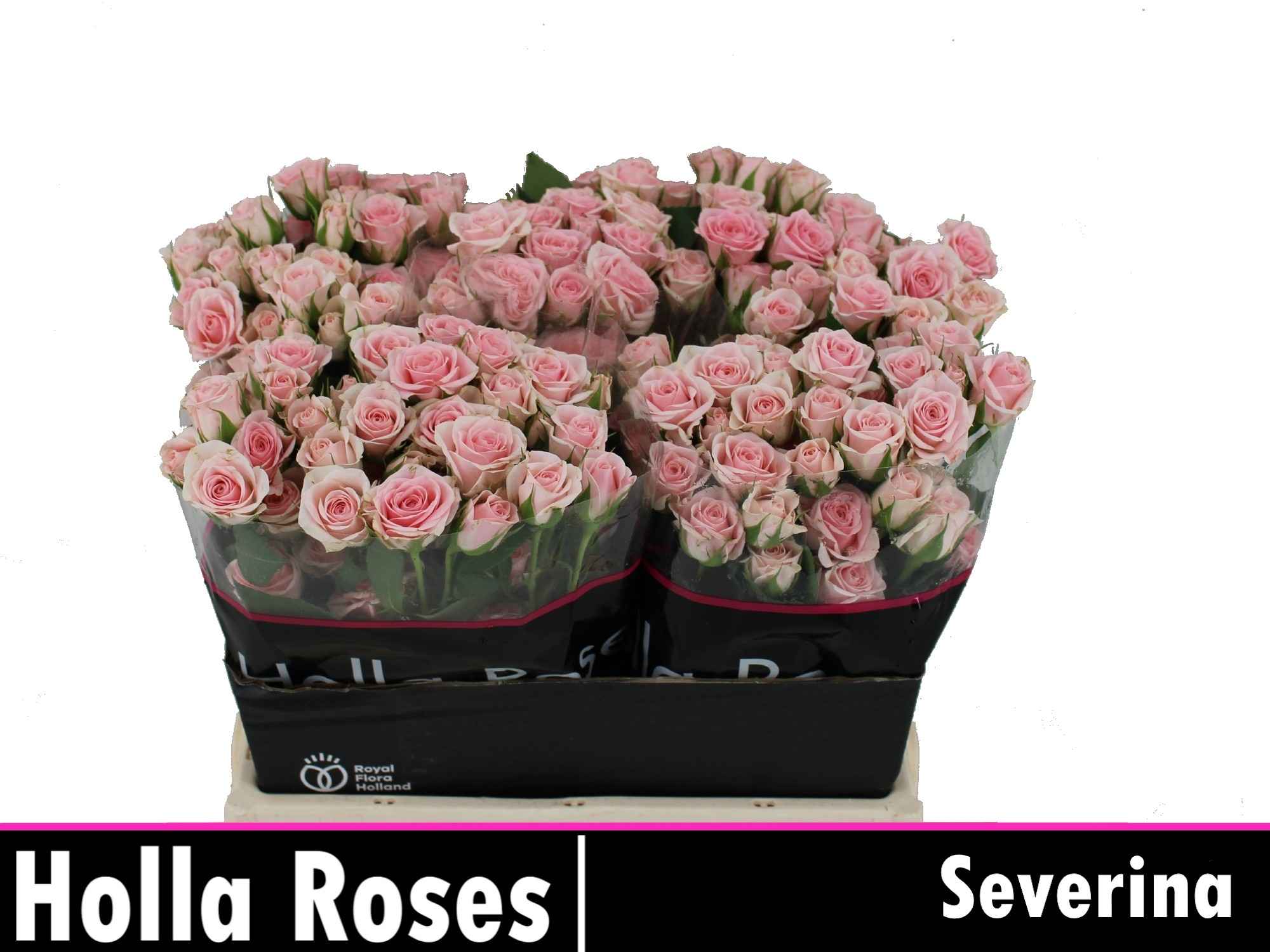 Срезанные цветы оптом Rosa sp severina от 60шт из Голландии с доставкой по России