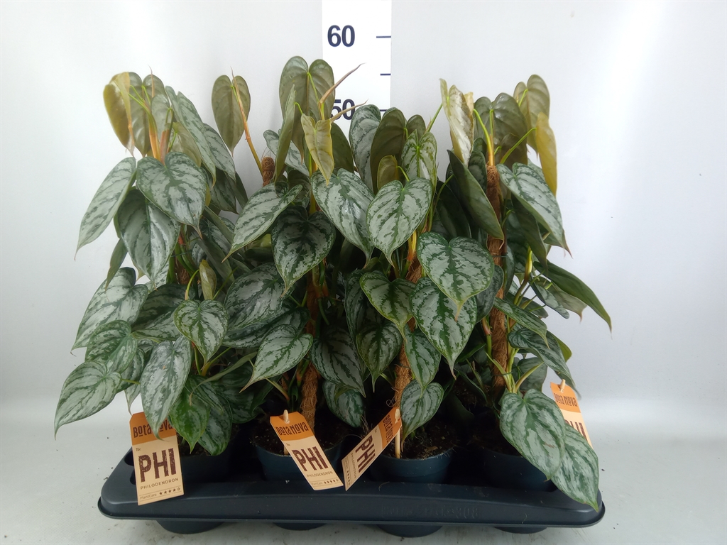 Горшечные цветы и растения оптом Philodendron Brandtianum от 8шт из Голландии с доставкой по России