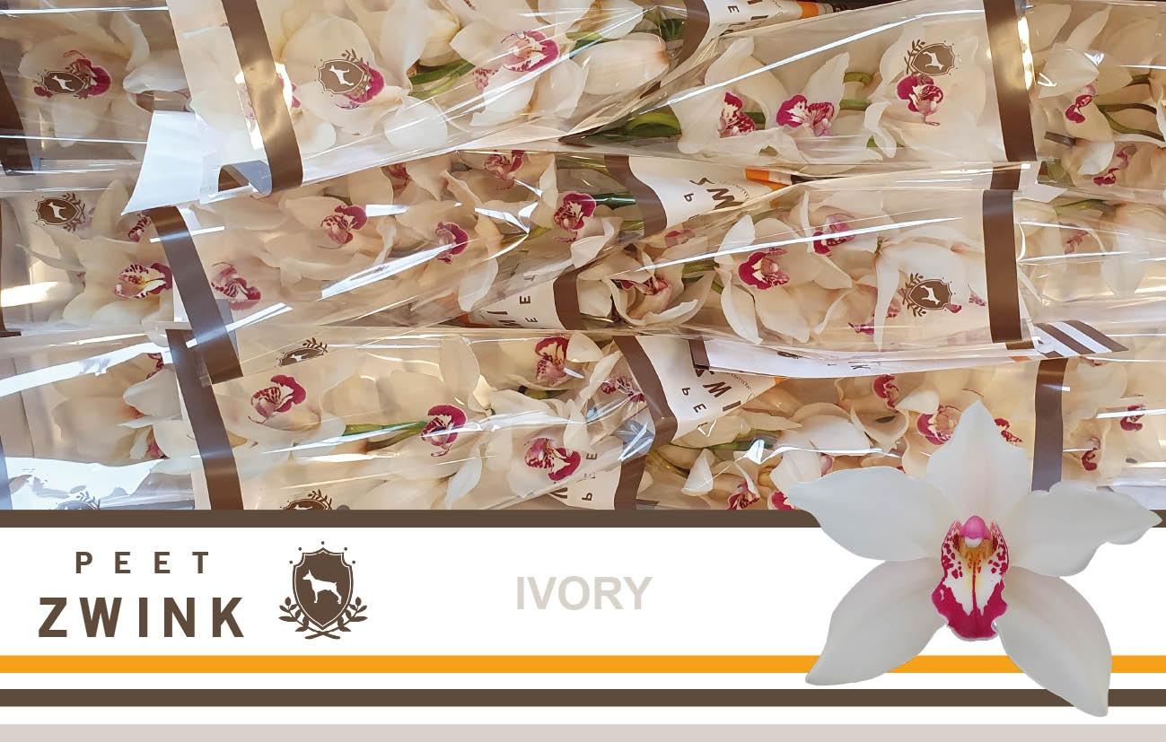 Срезанные цветы оптом Cymbidium white ivory от 12шт из Голландии с доставкой по России