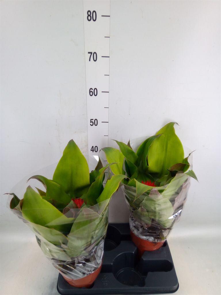 Горшечные цветы и растения оптом Aechmea Tayoensis от 2шт из Голландии с доставкой по России