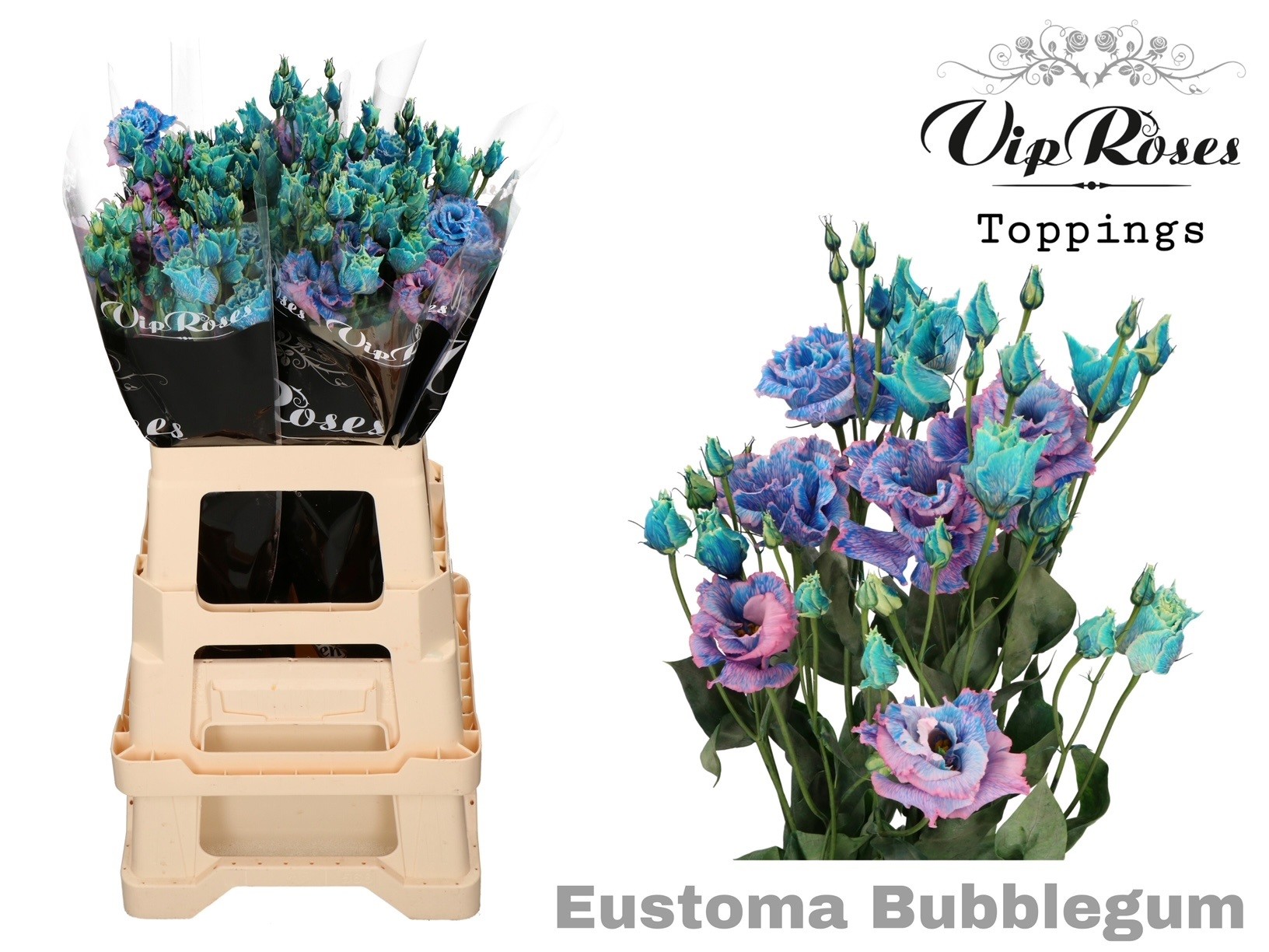 Срезанные цветы оптом Lisianthus do paint alissa bubblegum от 20шт из Голландии с доставкой по России