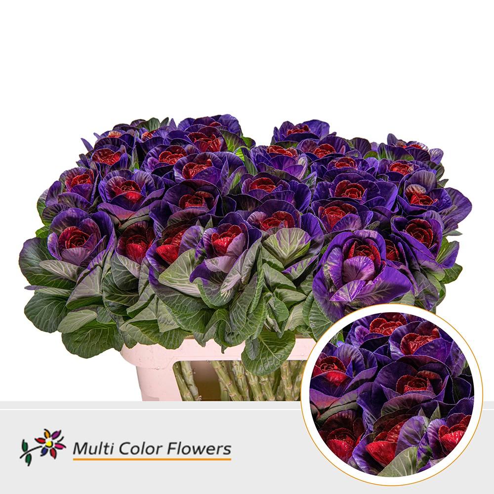 Срезанные цветы оптом Brassica paint lilac dark + red eye от 30шт из Голландии с доставкой по России