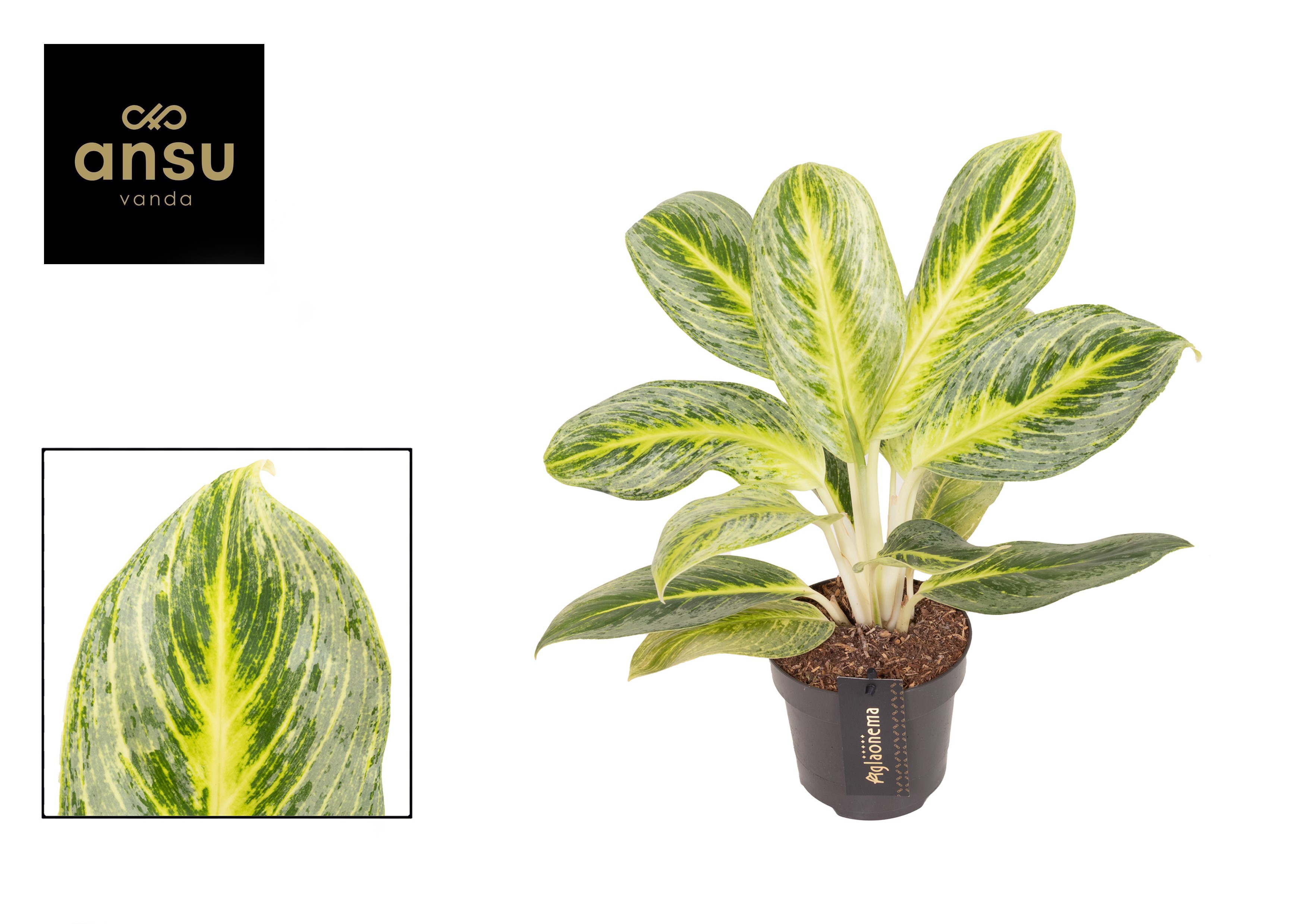 Горшечные цветы и растения оптом Aglaonema Bitter Lemon от 6шт из Голландии с доставкой по России