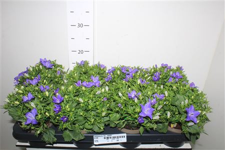 Горшечные цветы и растения оптом Campanula Iso. Napoli от 8шт (для телеги) из Голландии с доставкой по России