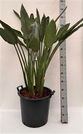 Горшечные цветы и растения оптом Strelitzia Regin Bl 4-5pp 4 Bloemen+ от 1шт из Голландии с доставкой по России