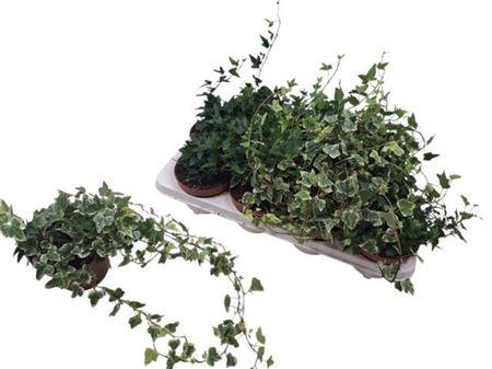 Горшечные цветы и растения оптом Hedera Mix от 8шт из Голландии с доставкой по России