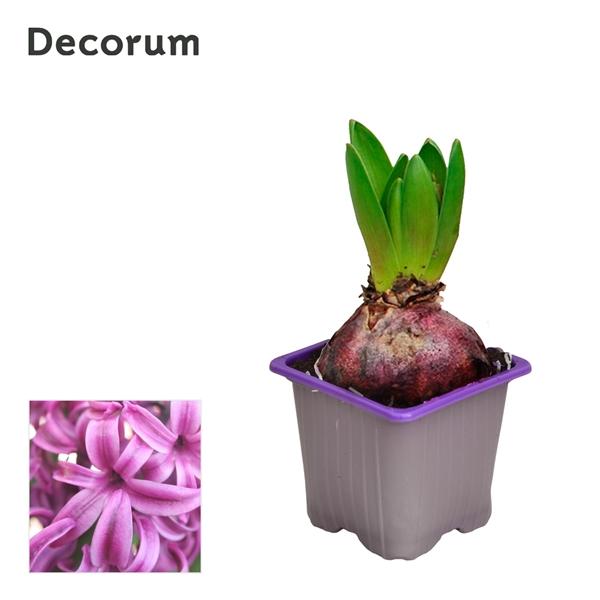 Горшечные цветы и растения оптом Hyacinthus Purple Sensation 1pp (decorum) от 24шт (для телеги) из Голландии с доставкой по России