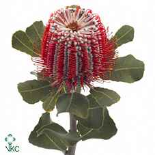 Срезанные цветы оптом Banksia coccinea от 20шт из Голландии с доставкой по России