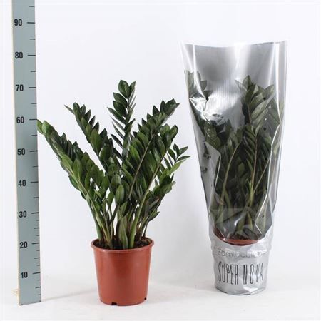 Горшечные цветы и растения оптом Zamioculcas Super Nova 8+ от 1шт из Голландии с доставкой по России