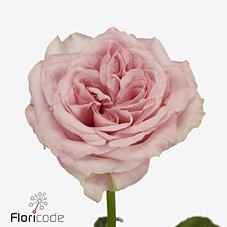 Срезанные цветы оптом Rosa la sweet 4 love+ от 40шт из Голландии с доставкой по России