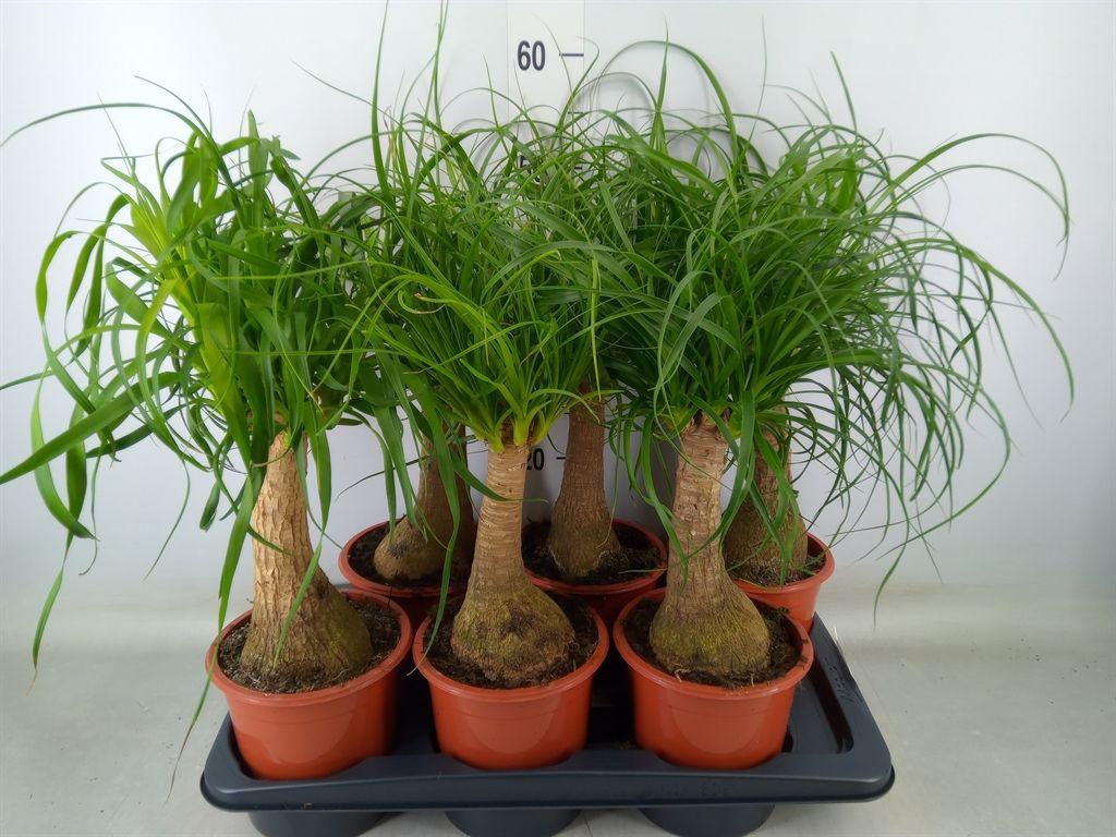 Горшечные цветы и растения оптом Beaucarnea Recurvata от 6шт из Голландии с доставкой по России