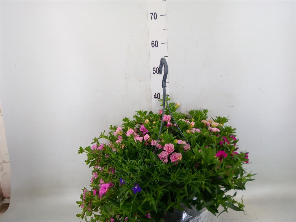 Горшечные цветы и растения оптом Hanging Baskets от 1шт из Голландии с доставкой по России