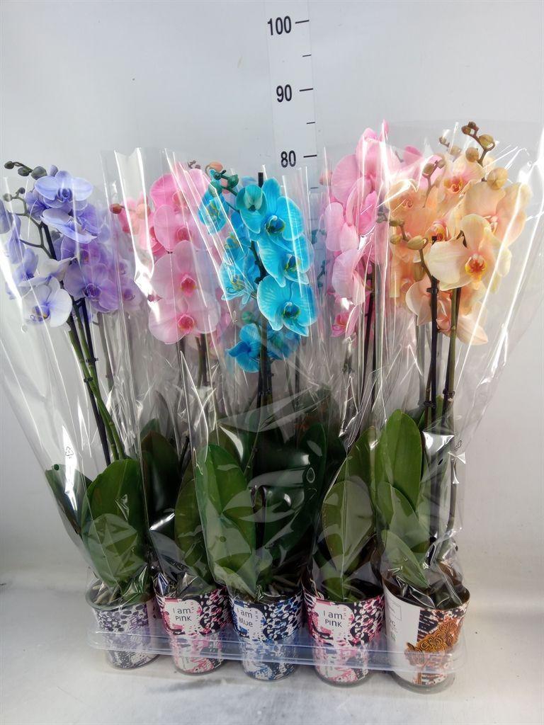 Горшечные цветы и растения оптом Phalaenopsis   ... от 10шт из Голландии с доставкой по России