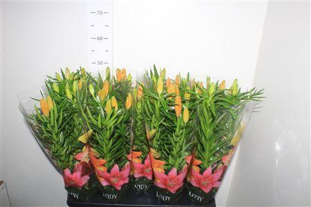 Горшечные цветы и растения оптом Lil As Tiny Invader 4pp от 9шт из Голландии с доставкой по России