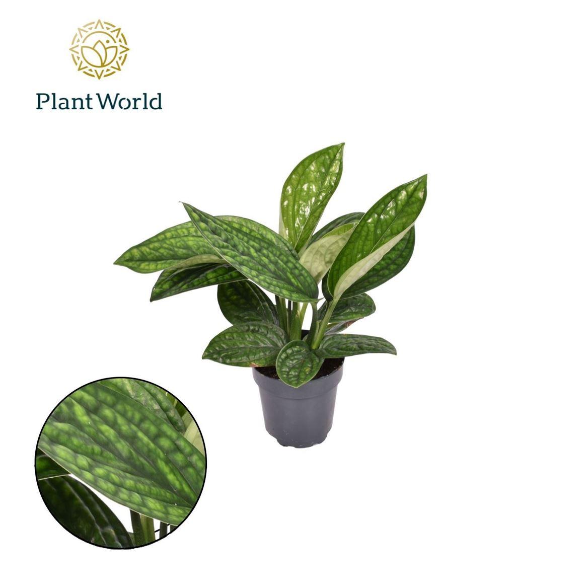 Горшечные цветы и растения оптом Epipremnum Pinnatum Marble Planet от 10шт из Голландии с доставкой по России