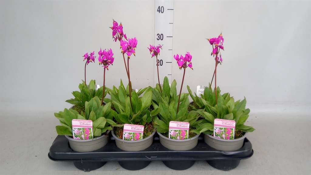 Горшечные цветы и растения оптом Dodecatheon Meadia от 8шт из Голландии с доставкой по России