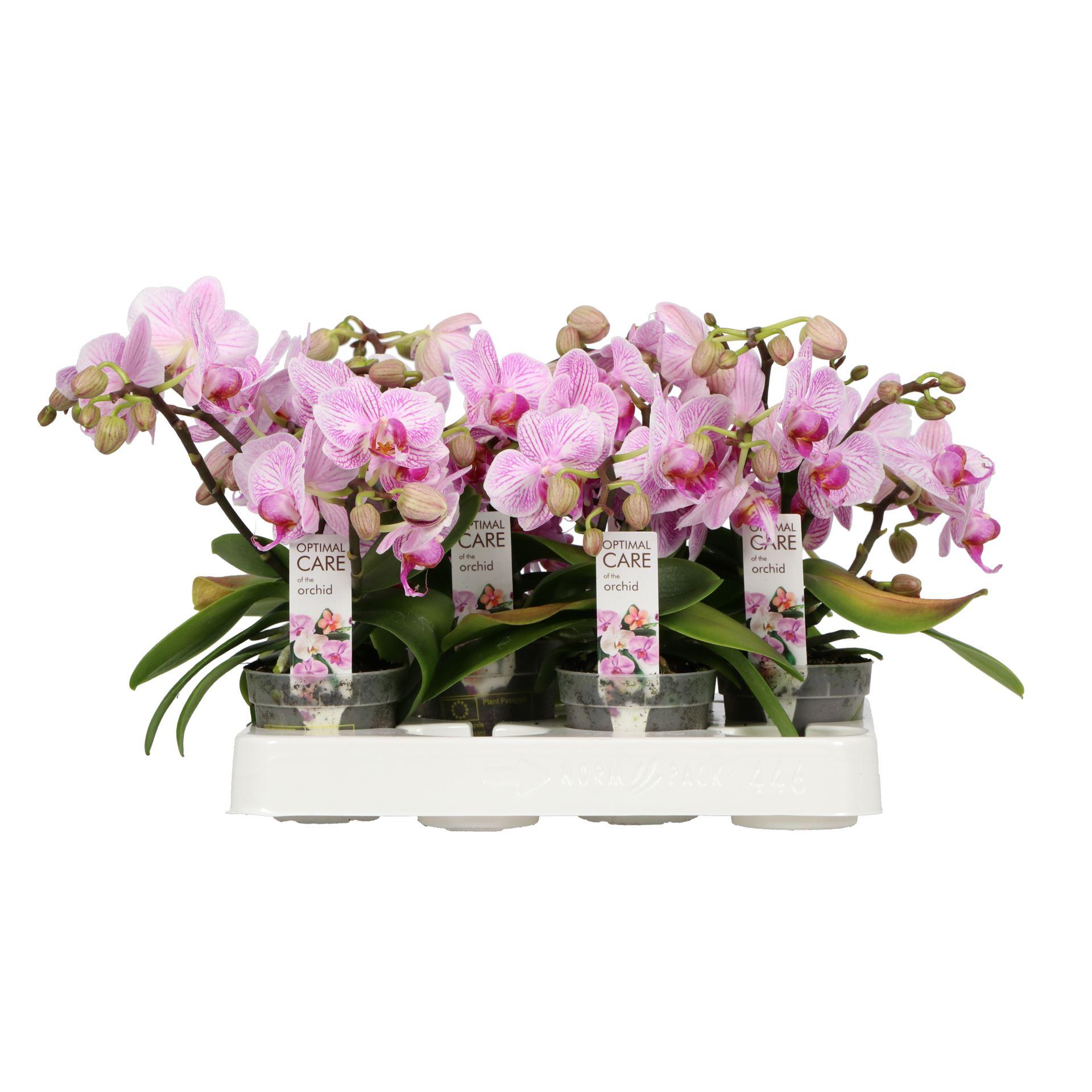Горшечные цветы и растения оптом Phalaenopsis Multi.   ...rose от 20шт (для телеги) из Голландии с доставкой по России