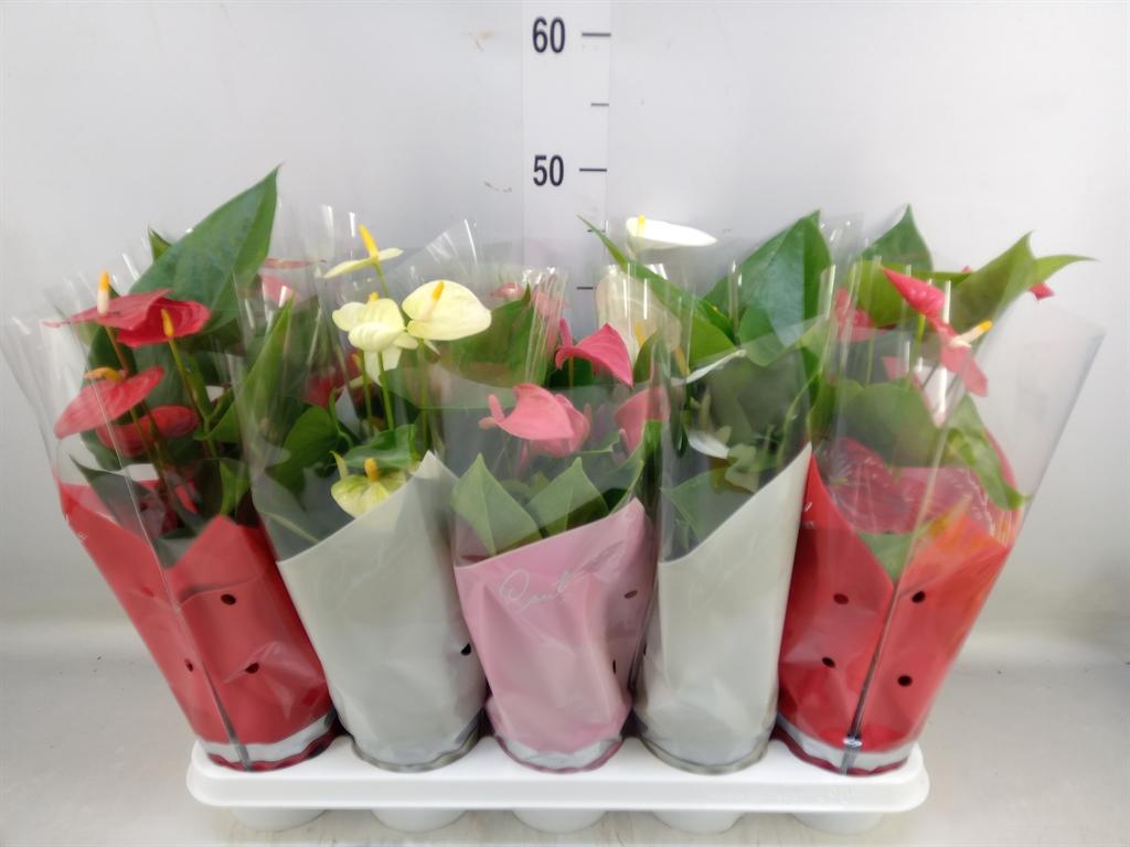 Горшечные цветы и растения оптом Anthurium   ...mix 4 от 10шт из Голландии с доставкой по России