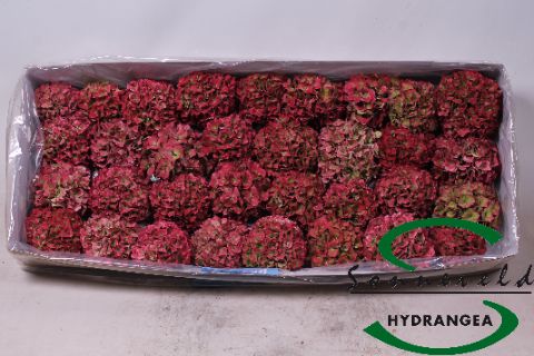 Срезанные цветы оптом Hydrangea mix in box от 21шт из Голландии с доставкой по России