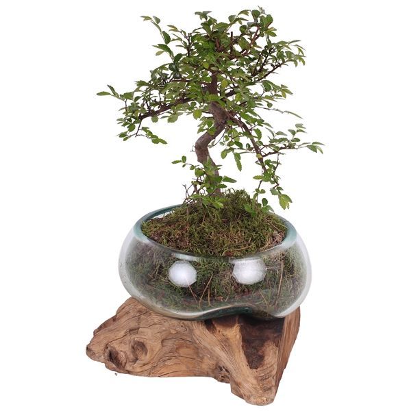 Горшечные цветы и растения оптом Bonsai S-shape Hand-blown Molten Glas от 2шт из Голландии с доставкой по России