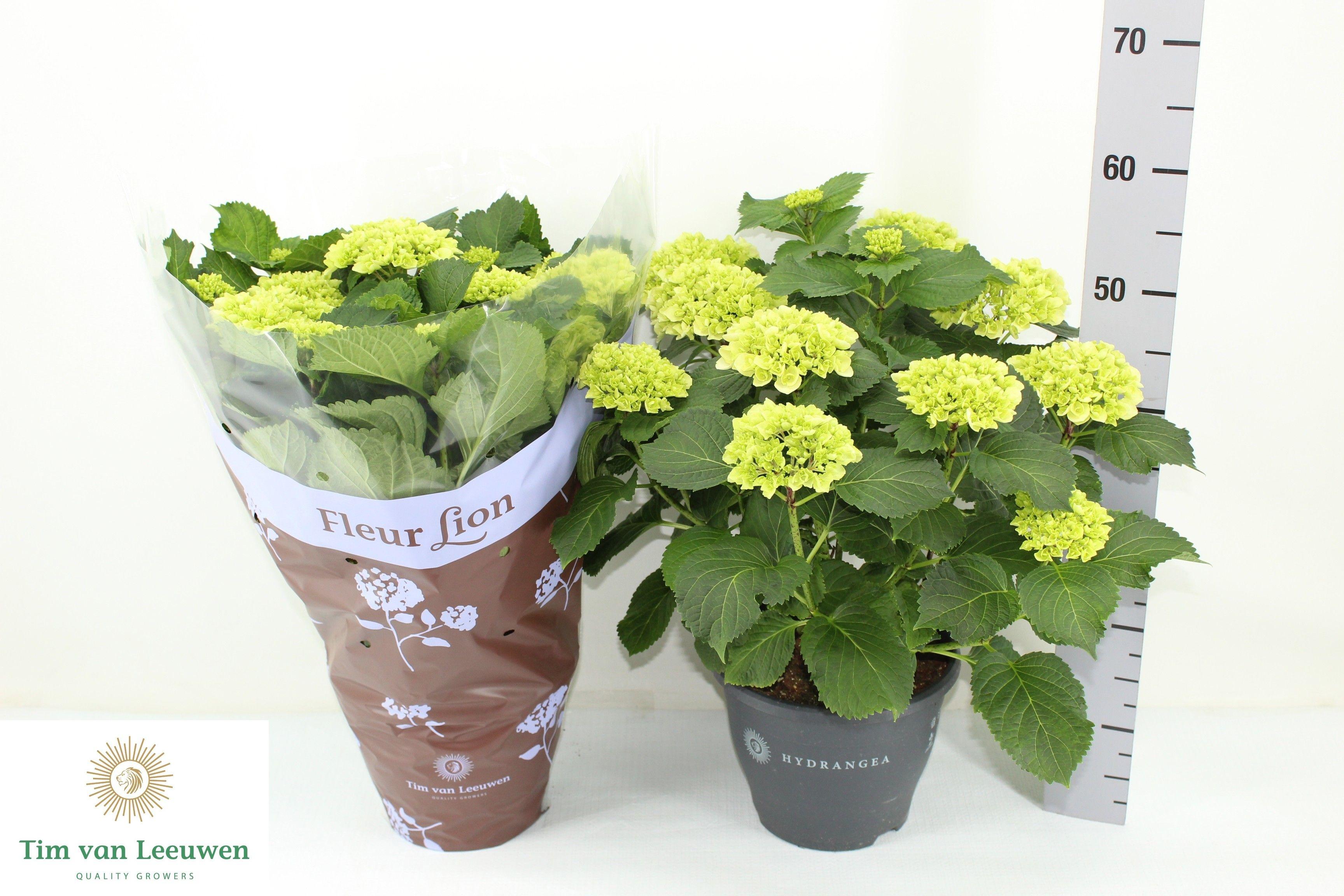 Горшечные цветы и растения оптом Hydr M Crystal Palac от 1шт из Голландии с доставкой по России