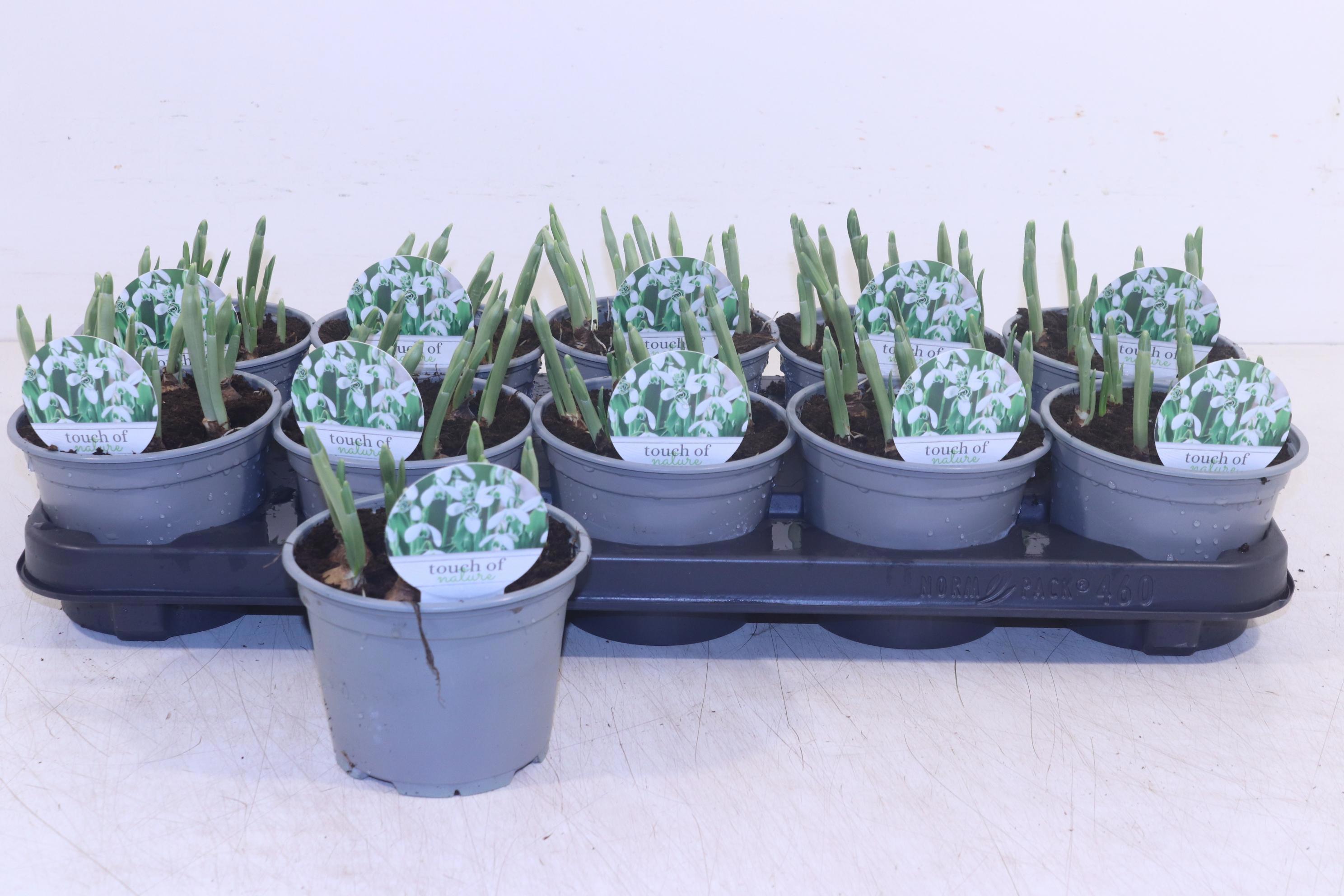 Горшечные цветы и растения оптом Galanthus Hippolyta от 10шт из Голландии с доставкой по России