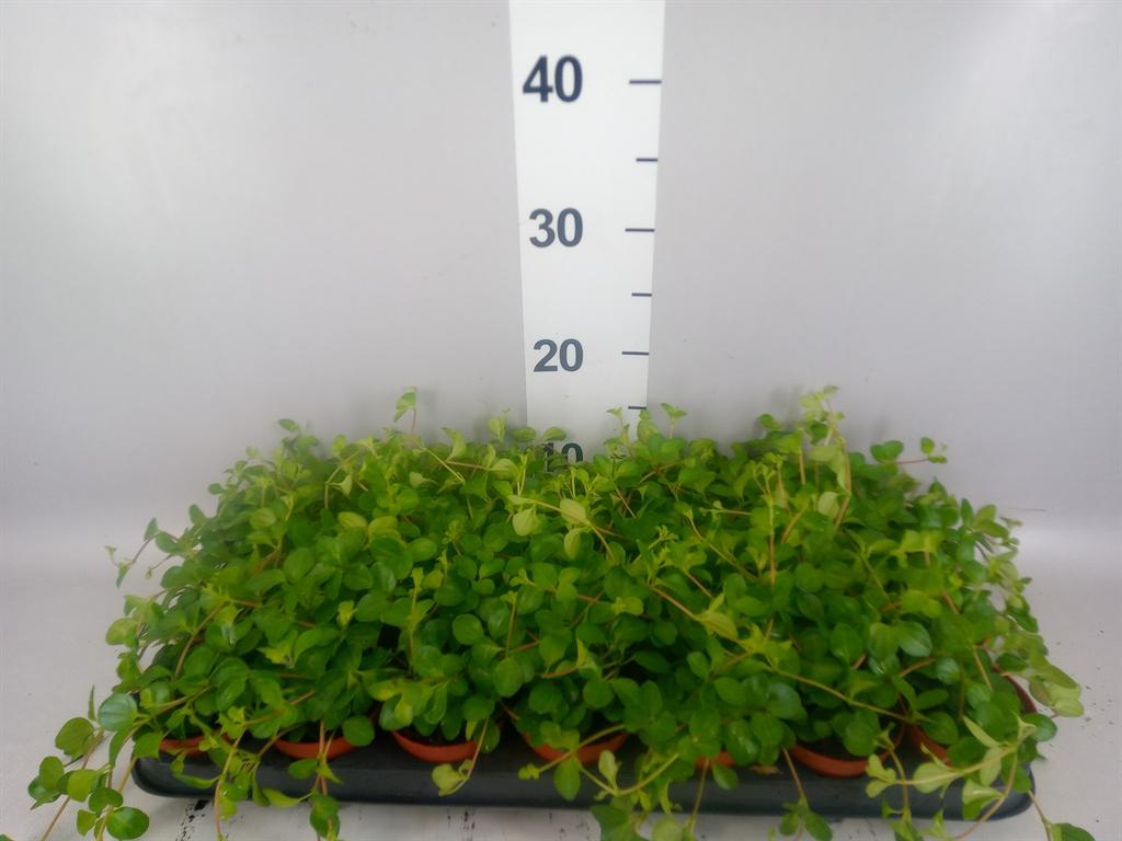 Горшечные цветы и растения оптом Peperomia Rotundifolia от 21шт (для телеги) из Голландии с доставкой по России