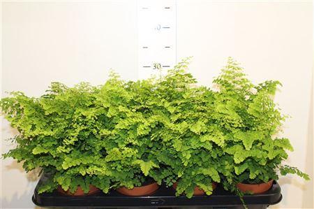 Горшечные цветы и растения оптом Adian Rad Fritz-luth от 8шт из Голландии с доставкой по России