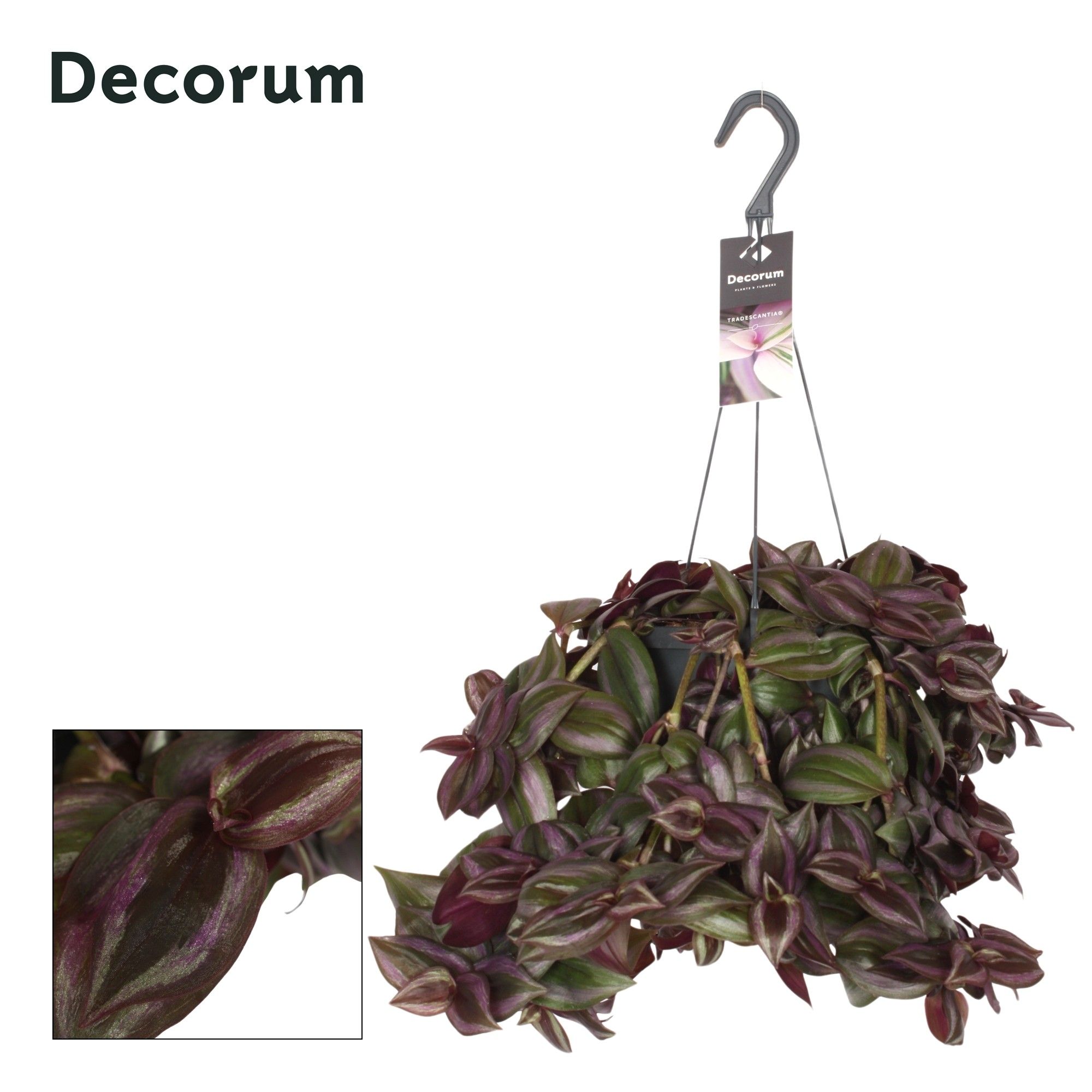 Горшечные цветы и растения оптом Tradescantia Zebrina Little Hill от 5шт из Голландии с доставкой по России