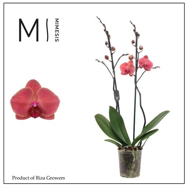 Горшечные цветы и растения оптом Phalaenopsis Asian Coral 2 Spike - 12cm | Mimesis от 10шт из Голландии с доставкой по России