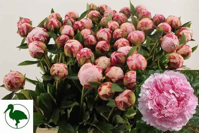Срезанные цветы оптом Paeonia sarah bernhardt от 55шт из Голландии с доставкой по России