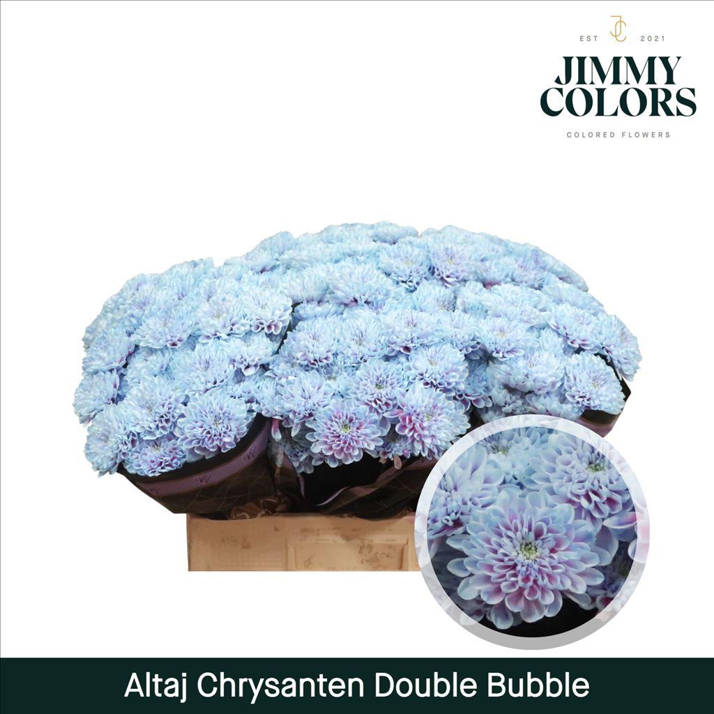 Срезанные цветы оптом Chrys sp paint altaj double bubble от 40шт из Голландии с доставкой по России