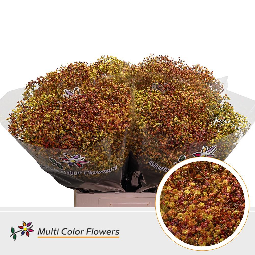 Срезанные цветы оптом Gyps fine paint autumn от 100шт из Голландии с доставкой по России