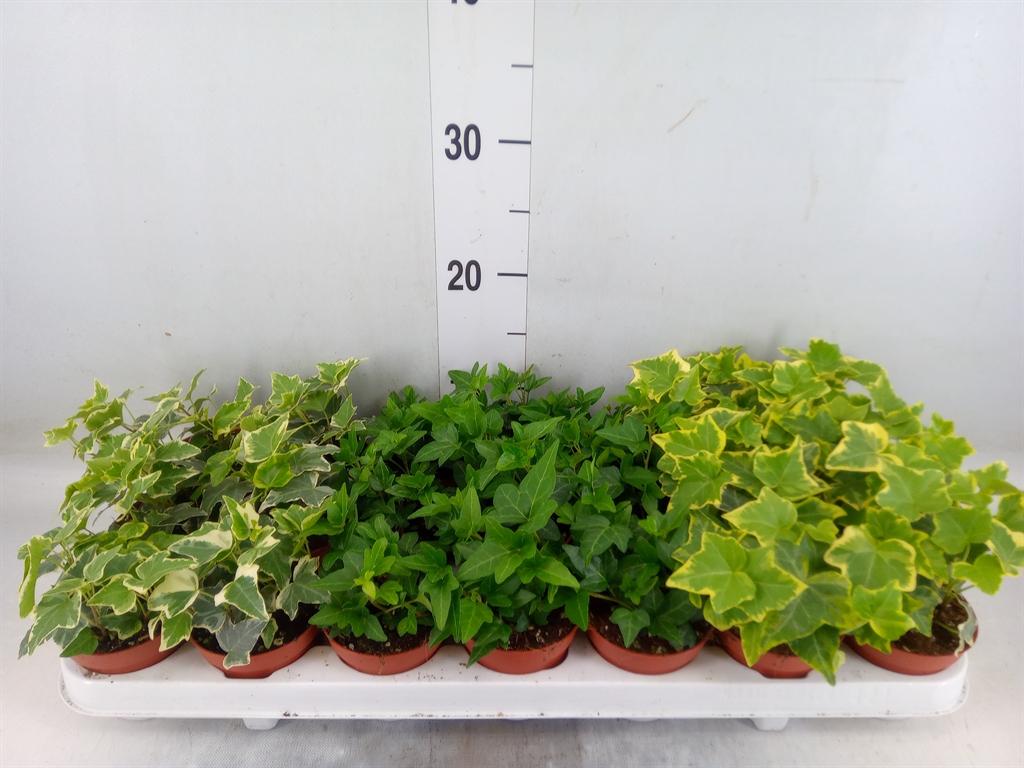 Горшечные цветы и растения оптом Hedera   ...mix от 21шт (для телеги) из Голландии с доставкой по России