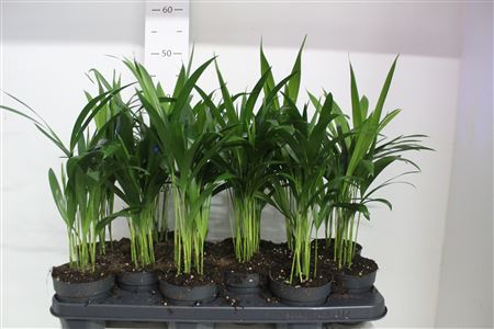 Горшечные цветы и растения оптом Dypsis Lutescens 15pp от 12шт из Голландии с доставкой по России