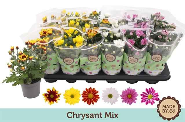 Горшечные цветы и растения оптом Chrysanthemum Mix от 12шт из Голландии с доставкой по России