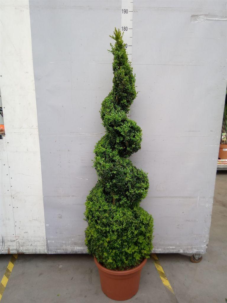 Горшечные цветы и растения оптом Buxus Semp.   ... от 1шт из Голландии с доставкой по России