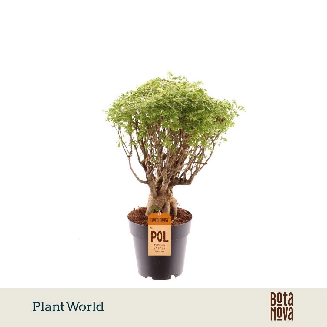 Горшечные цветы и растения оптом Polyscias Hawaiiana Ming Gold Bonsai от 7шт из Голландии с доставкой по России