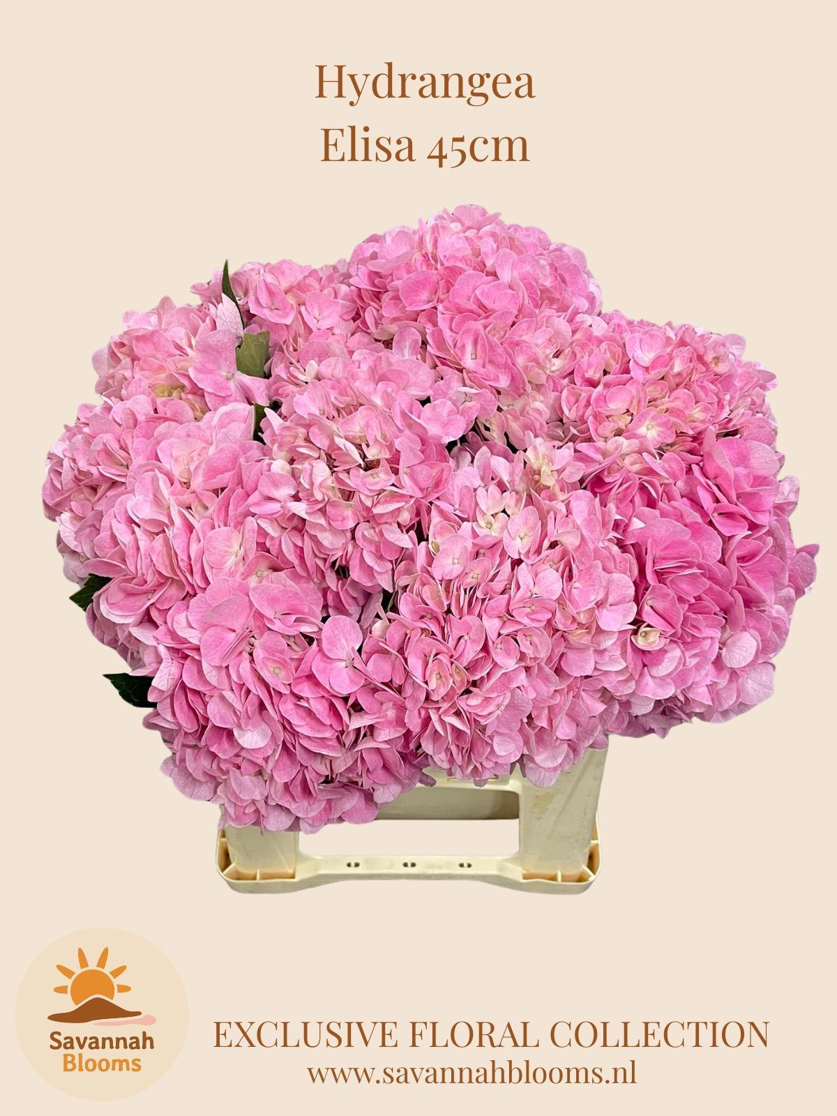 Срезанные цветы оптом Hydrangea therese blue от 10шт из Голландии с доставкой по России