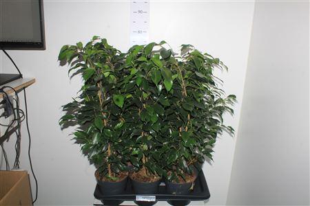 Горшечные цветы и растения оптом Ficus Benjamina Danielle(r) от 6шт из Голландии с доставкой по России