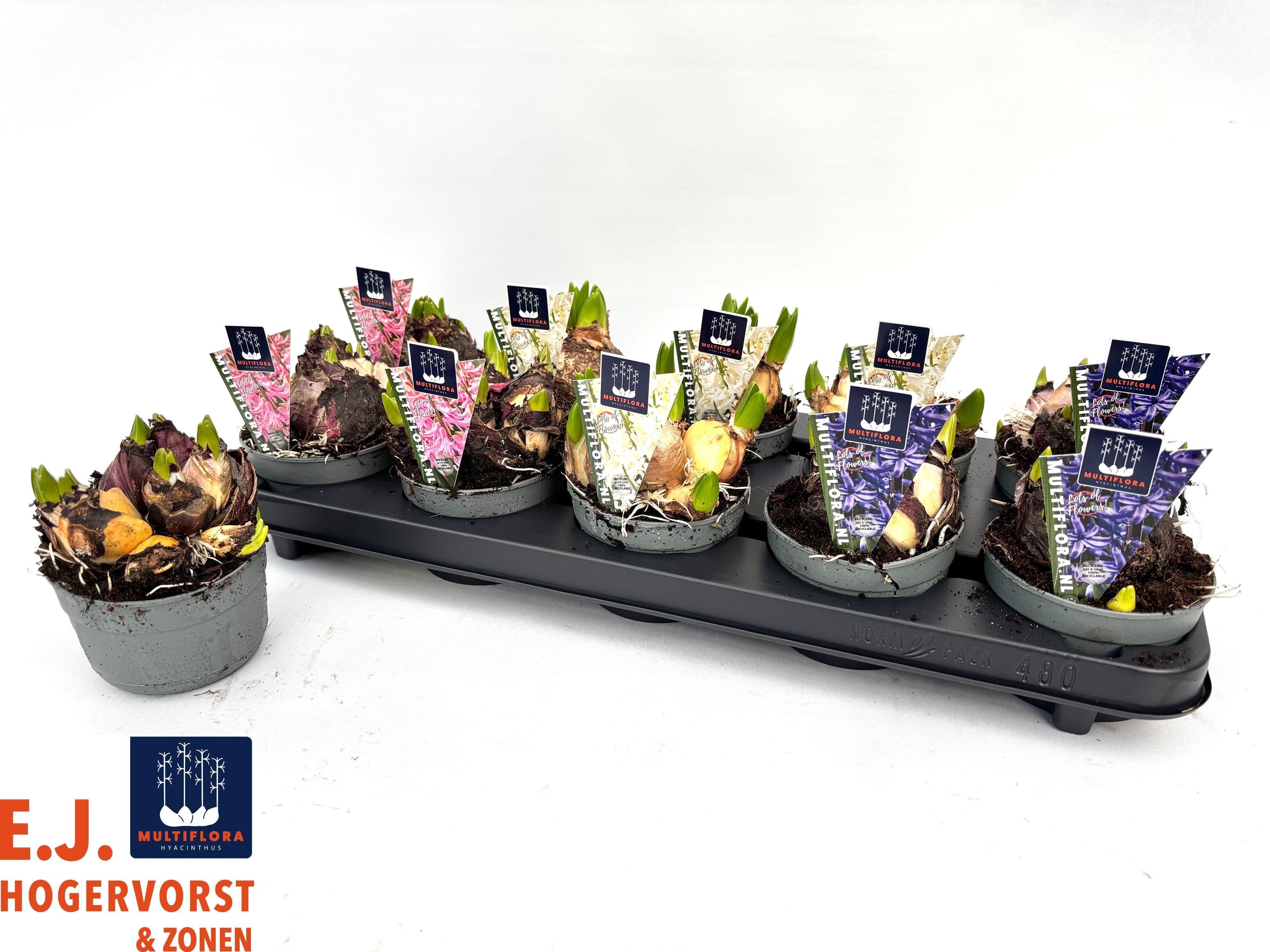 Горшечные цветы и растения оптом Hyacin Mult Gem 3 Kl от 10шт из Голландии с доставкой по России